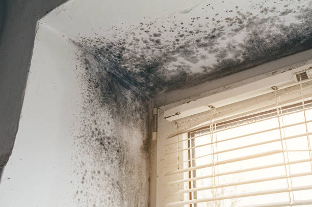 Trusted Bathroom Mold Removal service in Cedar Grove, NC - Cheap Mold Removal