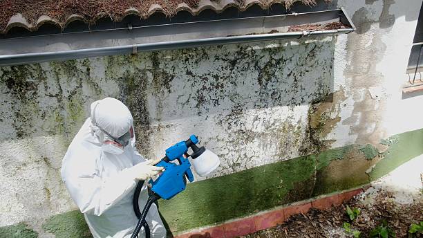 Trusted Attic Mold Removal service in Cedar Grove, NC - Cheap Mold Removal
